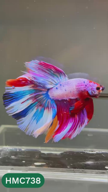 Multicolor Halfmoon Male Betta Fish | High Grade | Order Directly From Farm |  You Pick Fish |
