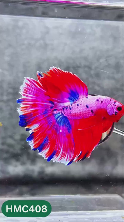 Multicolor Halfmoon Male Betta Fish | High Grade | Order Directly From Farm |  You Pick Fish |