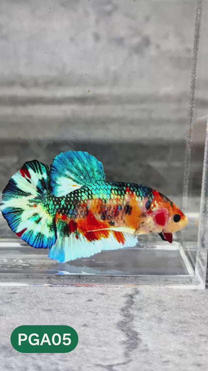King Giant Plakat Male Betta Fish | You Pick Fish | High Grade