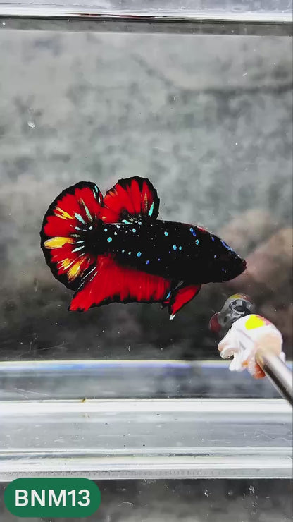 Dark Flame Hellfire Plakat Male Betta Fish | You Pick Fish | Rare Betta