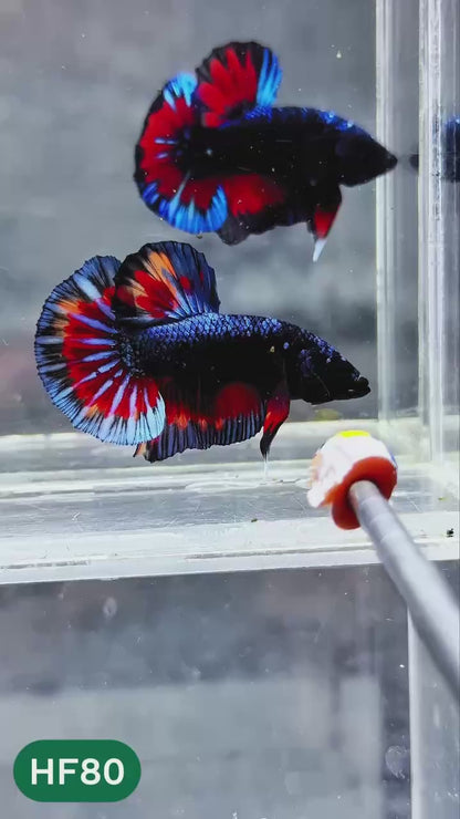 Dark Flame Hellfire Plakat Male Betta Fish | You Pick Fish | Exotic Betta