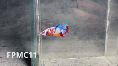 Multicolor Female Betta Fish | You Pick Fish  | High Grade