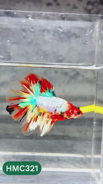 Multicolor Halfmoon Male Betta Fish | High Grade | Order Directly From Farm |  You Pick Fish |