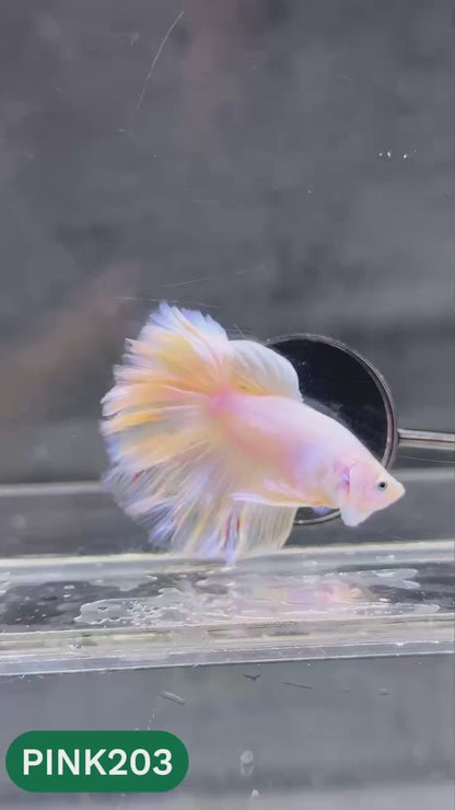 Pink Halfmoon Male Betta Fish | You Pick Fish | Order Directly From Farm