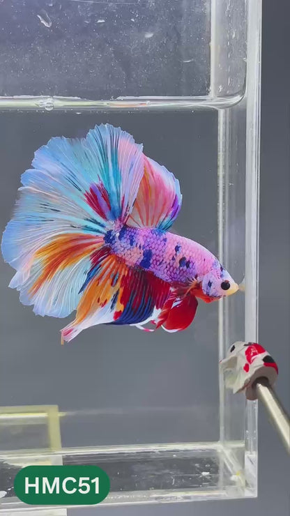 Multicolor Halfmoon Male Betta Fish | High Grade | Order Directly From Farm |  You Pick Fish |