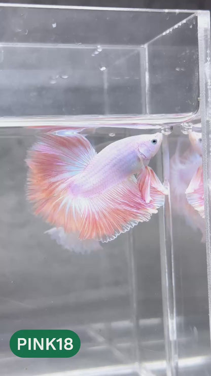 Pink Halfmoon Male Betta Fish | You Pick Fish | Order Directly From Farm