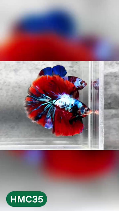 Multicolor Halfmoon Male Betta Fish | High Grade | Order Directly From Farm |  You Pick Fish |