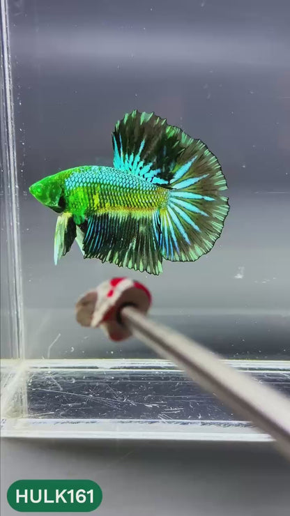 Black Hulk Halfmoon Male Betta Fish | You Pick Fish