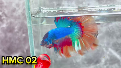 Multicolor Halfmoon Male Betta Fish | High Grade | Order Directly From Farm|  You Pick Fish |