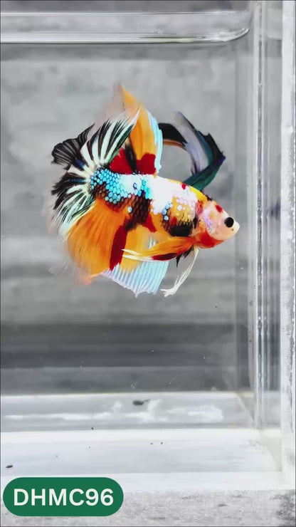 Multicolor Halfmoon Male Betta Fish | Order Directly From Farm | You Pick Fish