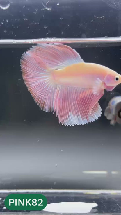 Pink Halfmoon Male Betta Fish | You Pick Fish | Order Directly From Farm