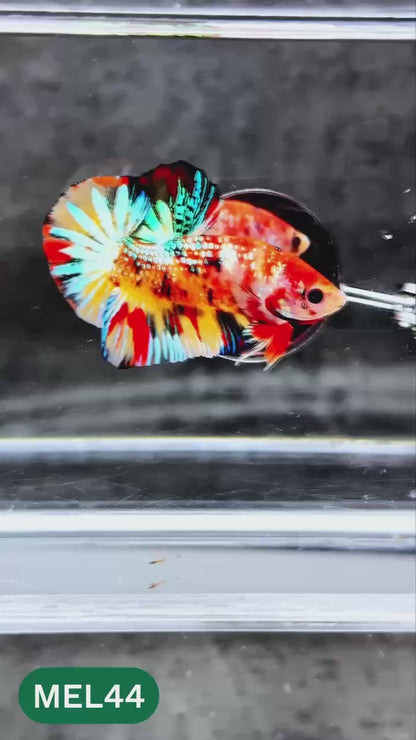 Metallic Plakat Betta Fish | You Pick Betta | Exotic Fish