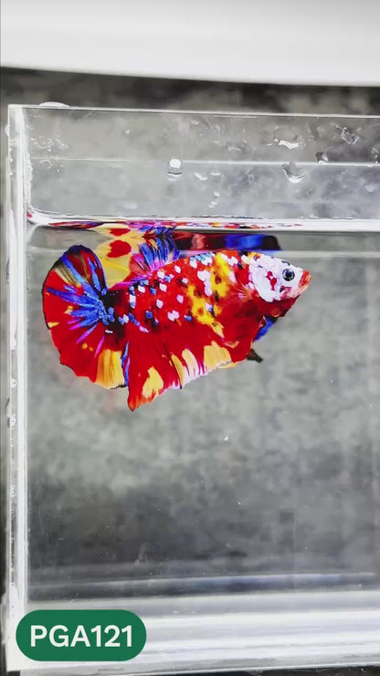 King Giant Plakat Male Betta Fish | You Pick Fish | High Grade
