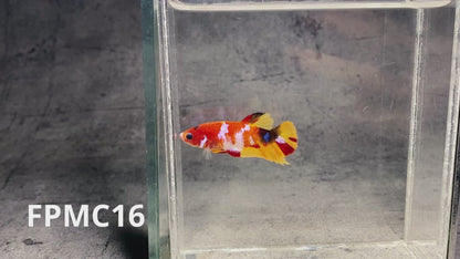 Multicolor Female Betta Fish | You Pick Fish  | High Grade