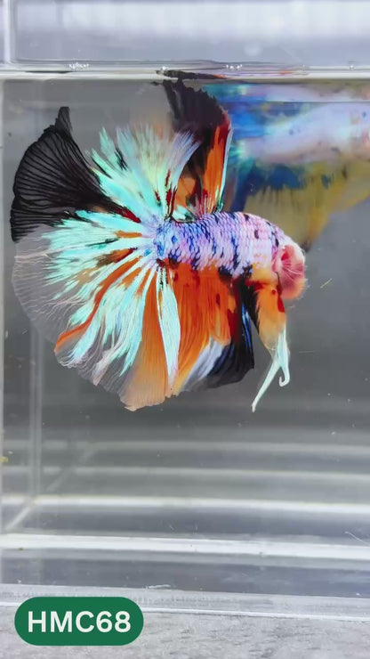 Multicolor Halfmoon Male Betta Fish | Order Directly From Farm | You Pick Fish