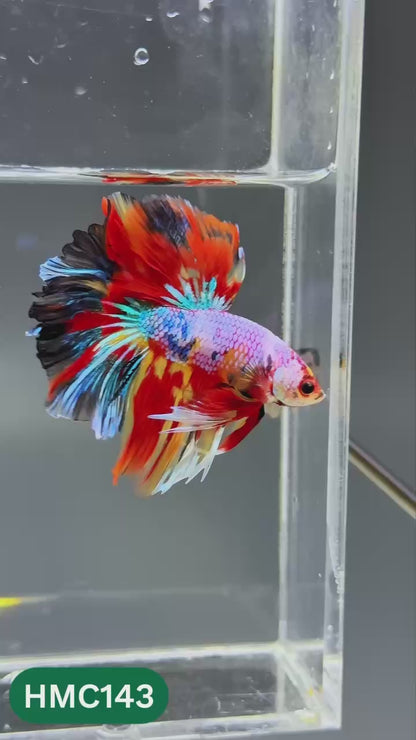 Multicolor Halfmoon Male Betta Fish | Order Directly From Farm | You Pick Fish