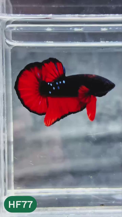 Dark Flame Hellfire Plakat Male Betta Fish | You Pick Fish | Exotic Betta