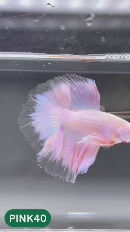 Pink Halfmoon Male Betta Fish | You Pick Fish | Order Directly From Farm