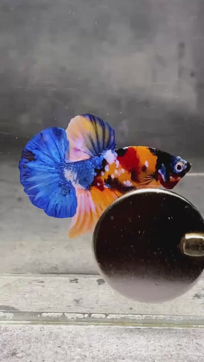 Multicolor Plakat Male Betta Fish |Show Grade|  You Pick Fish