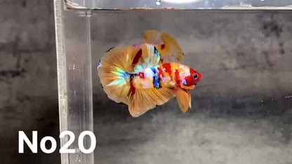 Multicolor Plakat Male Betta Fish |Show Grade|  You Pick Fish