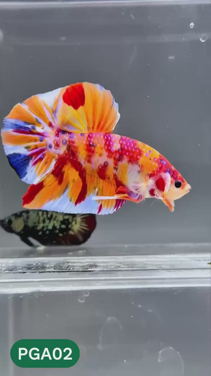 King Giant Plakat Male Betta Fish | You Pick Fish | High Grade