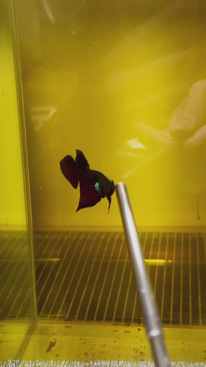 Wild Guitar Copper Smaragdina Male Betta Fish