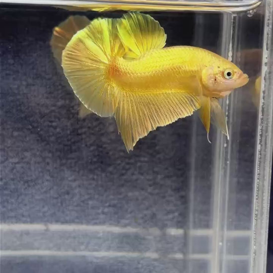 Super Gold Plakat Male Betta Fish
