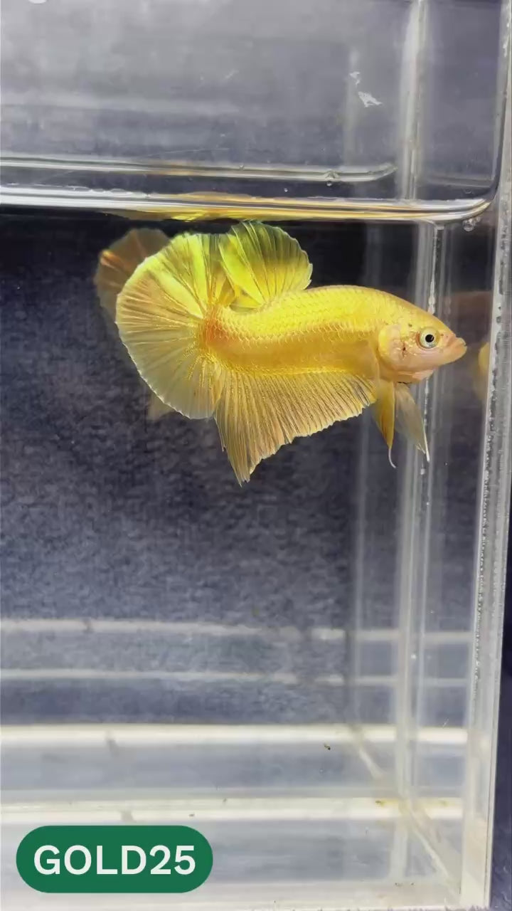 Super Gold Plakat Male Betta Fish