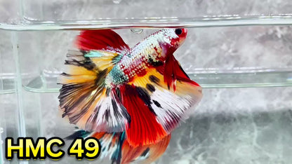 Multicolor Halfmoon Male Betta Fish | High Grade | Order Directly From Farm|  You Pick Fish |