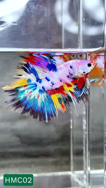 Multicolor Halfmoon Male Betta Fish | High Grade | Order Directly From Farm |  You Pick Fish |
