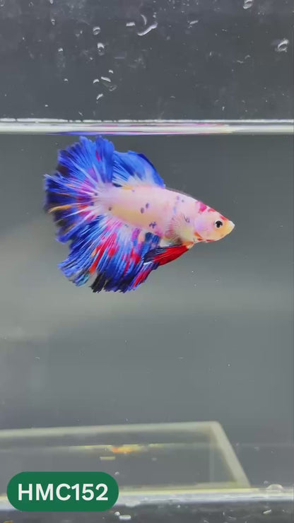 Multicolor Halfmoon Male Betta Fish | Order Directly From Farm | You Pick Fish
