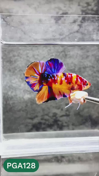 King Giant Plakat Male Betta Fish | You Pick Fish | High Grade