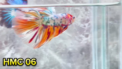 Multicolor Halfmoon Male Betta Fish | High Grade | Order Directly From Farm|  You Pick Fish |