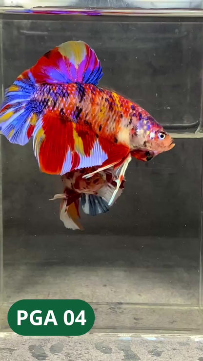 King Giant Plakat Male Betta Fish | You Pick Fish | High Grade