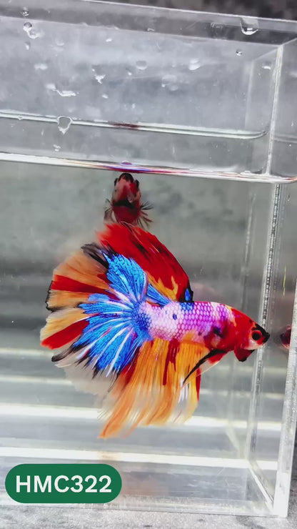 Multicolor Halfmoon Male Betta Fish | High Grade | Order Directly From Farm |  You Pick Fish |