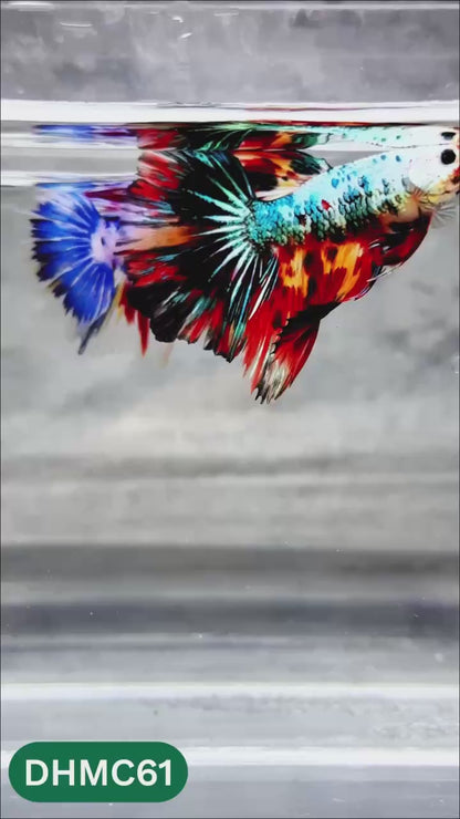 Multicolor Halfmoon Male Betta Fish | Order Directly From Farm | You Pick Fish