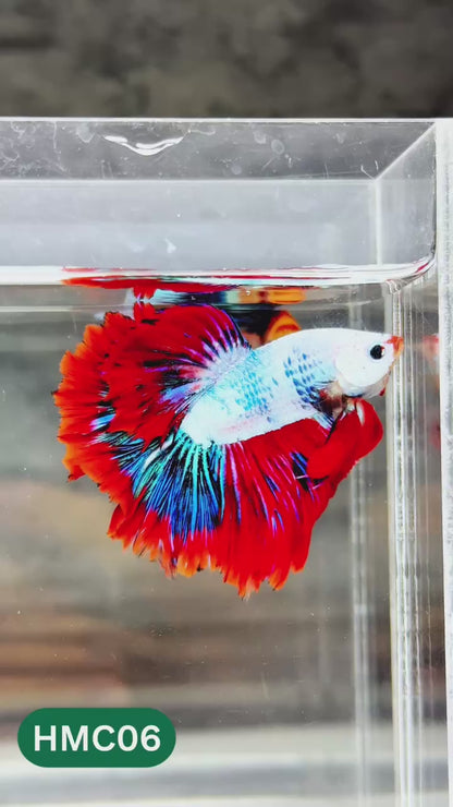 Nemo Halfmoon Male Betta Fish | Order Directly From Farm | You Pick Fish