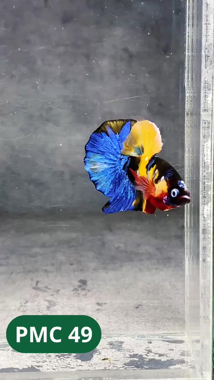 Multicolor Plakat Male Betta Fish |Show Grade|  You Pick Fish