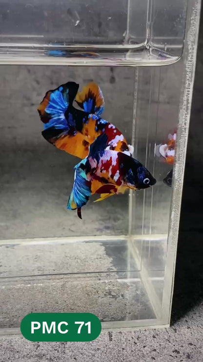 Multicolor Plakat Male Betta Fish |Show Grade|  You Pick Fish