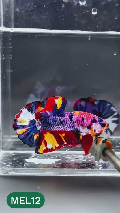 Multicolor Metallic Plakat Male Betta Fish | You Pick Fish | Exclusive Grade
