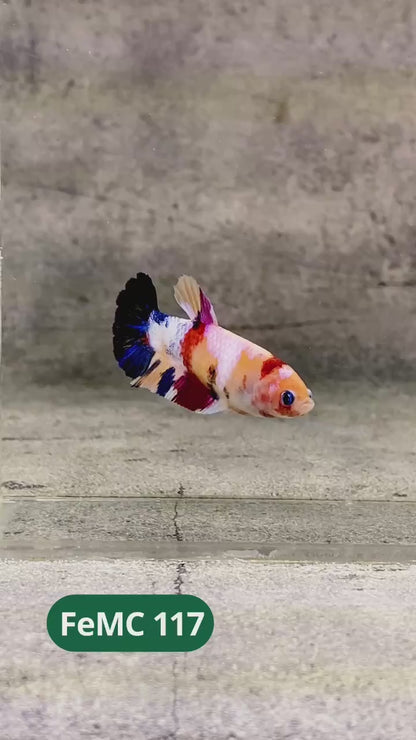 Multicolor Female Betta Fish | You Pick Fish | High Grade