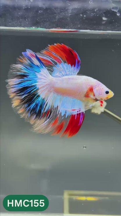 Multicolor Halfmoon Male Betta Fish | Order Directly From Farm | You Pick Fish