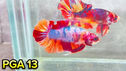 King Giant Plakat Male Betta Fish | You Pick Fish | High Grade