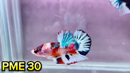 Metallic Plakat Betta Fish | You Pick Betta | Show Grade