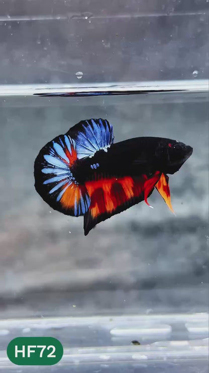 Dark Flame Hellfire Plakat Male Betta Fish | You Pick Fish | Exotic Betta