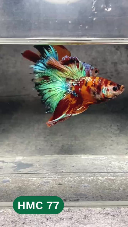 Multicolor Halfmoon Male Betta Fish | High Grade | Order Directly From Farm |  You Pick Fish |