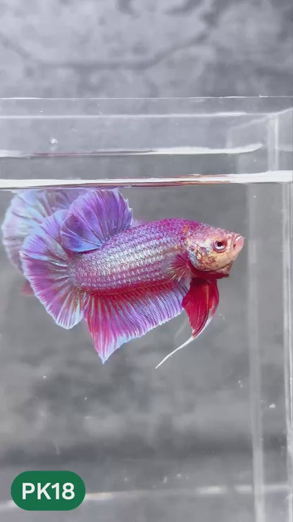 Pink Plakat Male Betta Fish | You Pick Fish | Rare Color