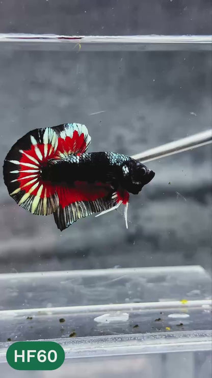 Dark Flame Hellfire Plakat Male Betta Fish | You Pick Fish | Exotic Betta