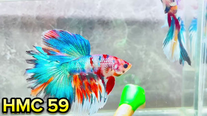 Multicolor Halfmoon Male Betta Fish | High Grade | Order Directly From Farm|  You Pick Fish |