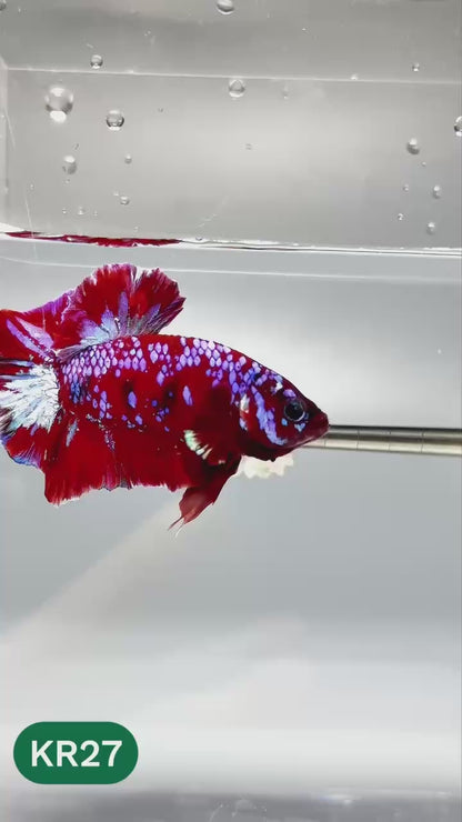 Golden Star Dust Galaxy Plakat Male Betta Fish | Super Rare | You Pick Fish